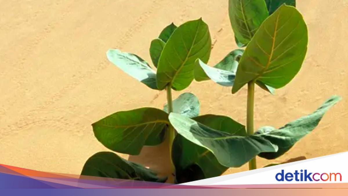 Afrika Membangun Tembok Hijau Besar untuk Lawan Suhu Panas