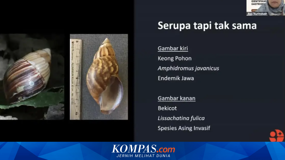 Bekicot dan Keong: Mengenal Perbedaan dan Pentingnya Pengelolaan Koleksi Ilmiah