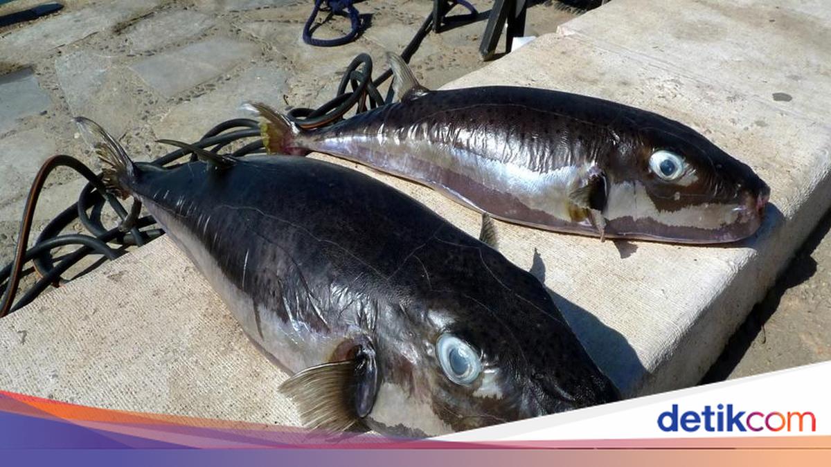 Ikan Buntal Beracun Mengancam Laut Mediterania, Pemerintah Yunani Tawarkan Imbalan