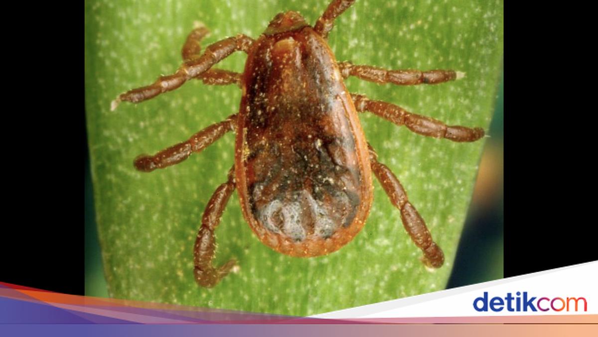 Mengenal Caplak, Hewan Pengisap Darah yang Viral di Media Sosial