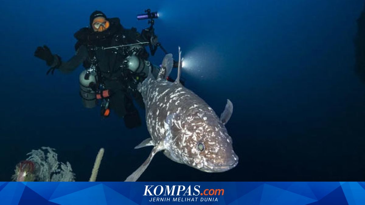 Penemuan Ikan Purba Coelacanth di Pulau Talise, Sulawesi Utara: Penguatan Upaya Konservasi dan Perlindungan Habitat