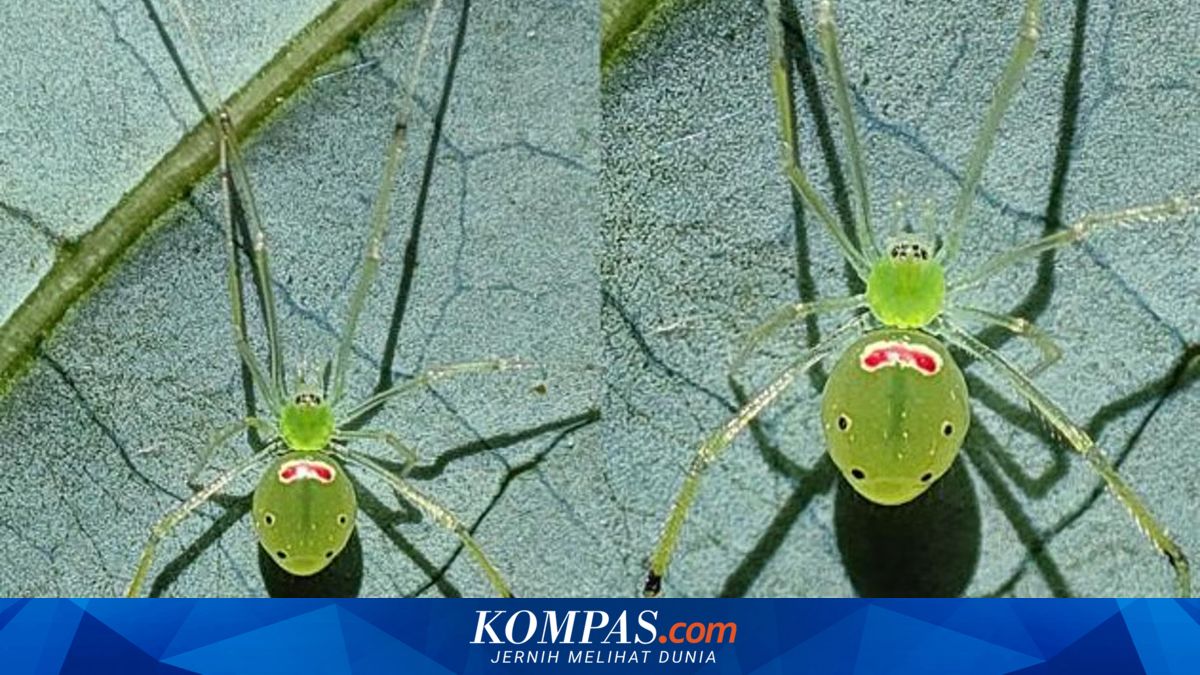 Penemuan Laba-Laba Tersenyum di Himalaya, Mengungkap Rahasia Baru di Balik Wajah Uniknya