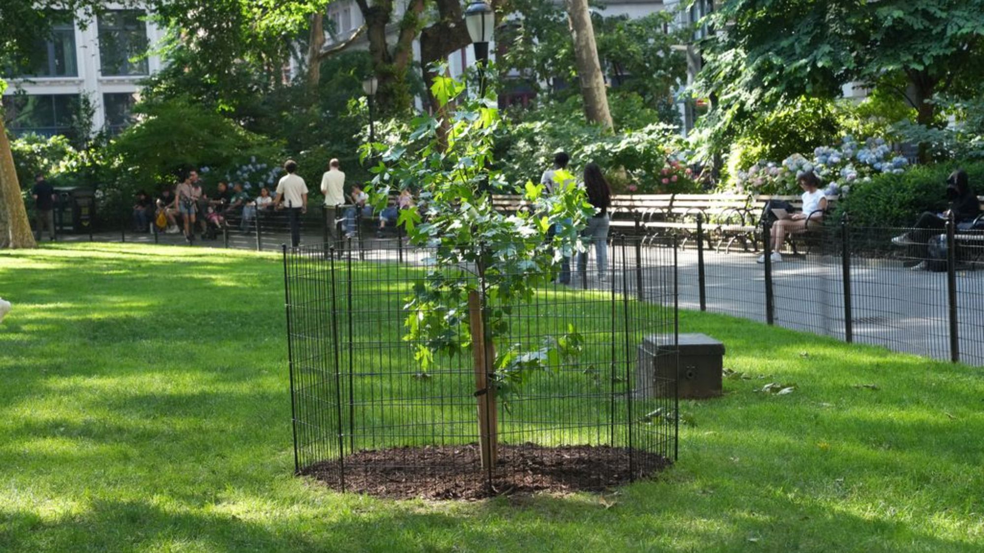 Pohon Bulan di NYC: Kisah Benih yang Terbang Mengelilingi Bulan